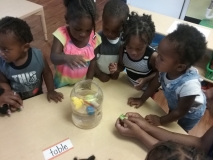 BusyBees.Science.4